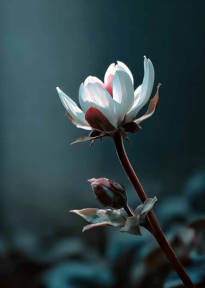 Close-up of a blooming white flower