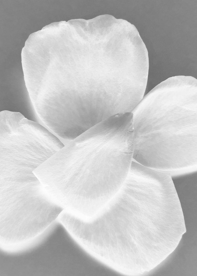 Close-up of White Rose Petals