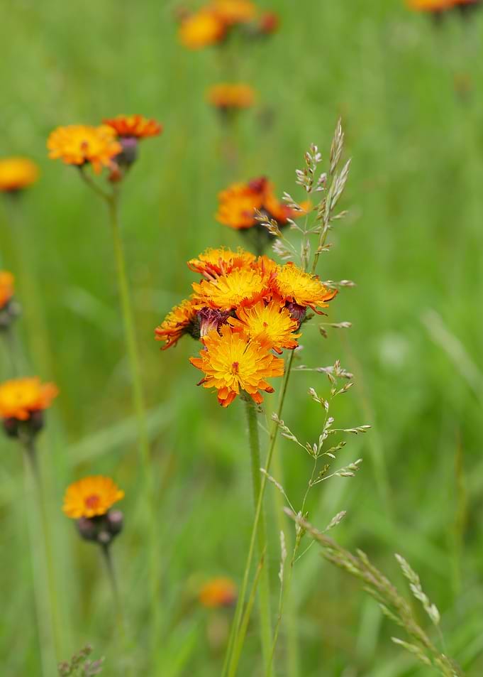 Orange Hawkweed Flowers in a Field