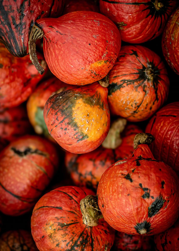 Hokkaido Pumpkins Pile