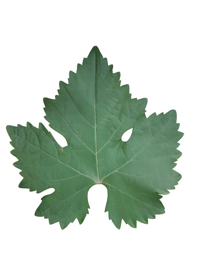 Green Grape Leaf