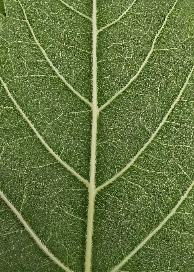 Green Leaf