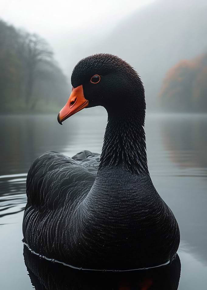 Black Swan on Misty Lake