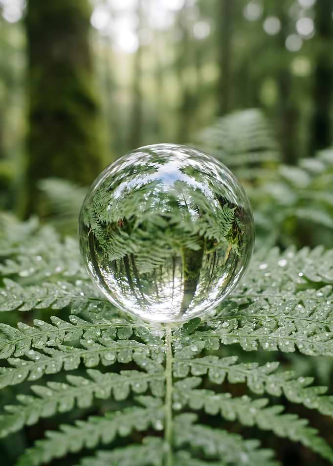 Crystal ball on fern in forest