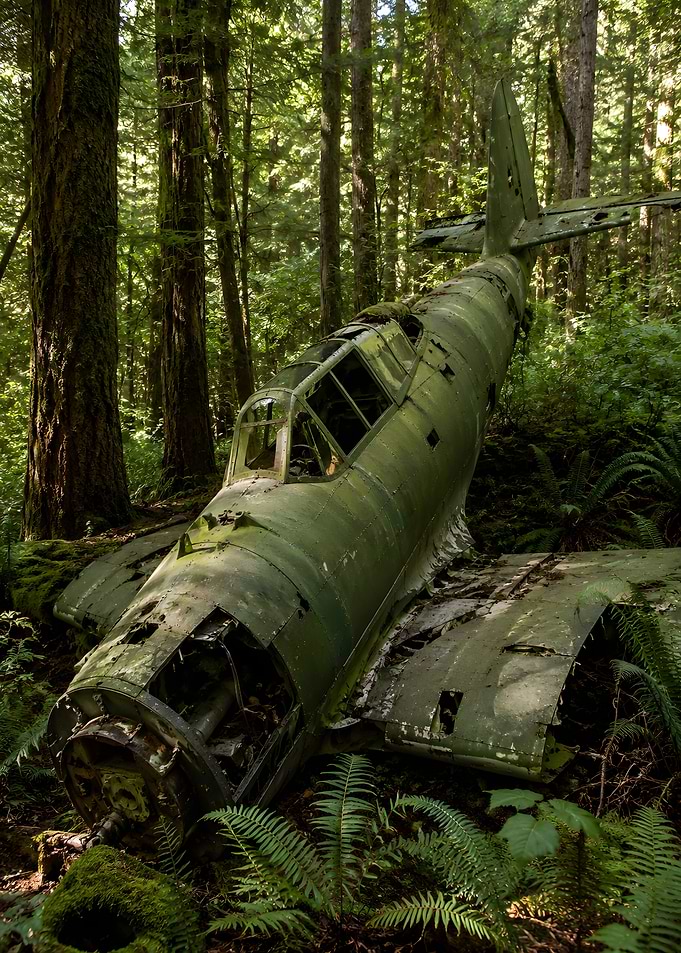 Abandoned airplane in a forest