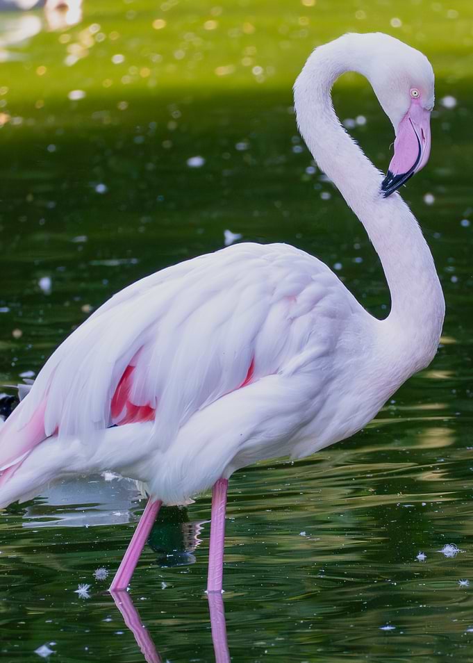 Flamingo standing in water