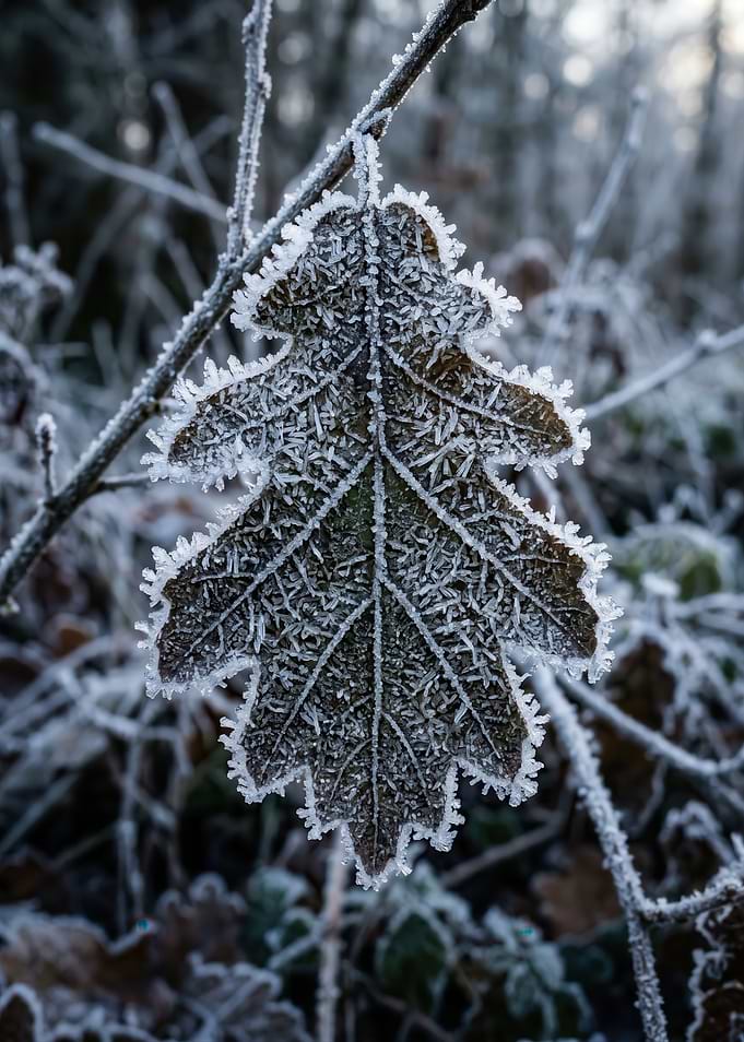 Frosted Oak Leaf in Winter