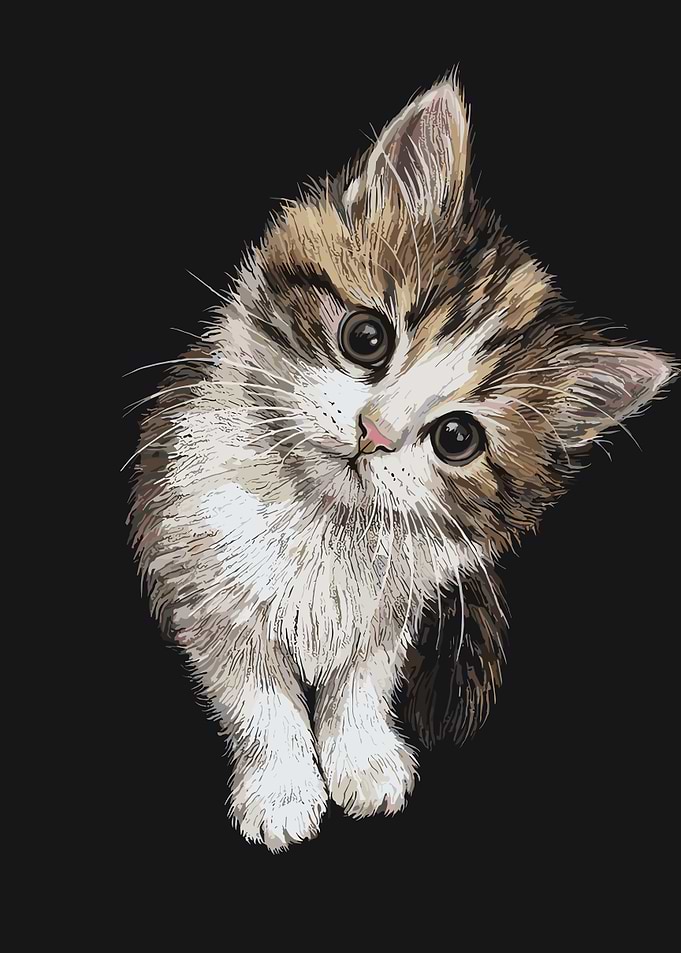 Cute Kitten Peeking