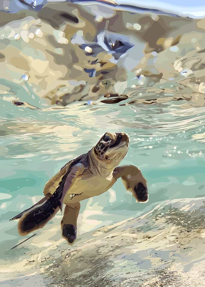 Baby Sea Turtle Swimming Underwater