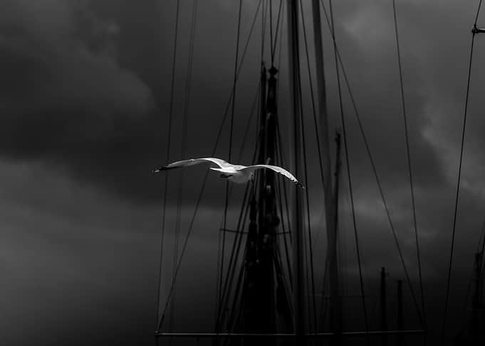 Seagull flying near sailboats