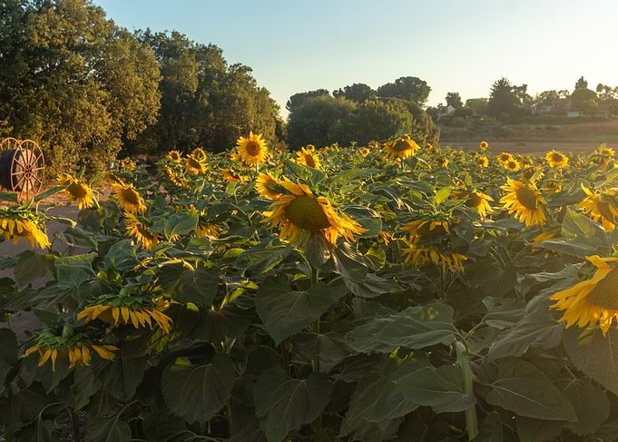 Sunflower Field at Sunset