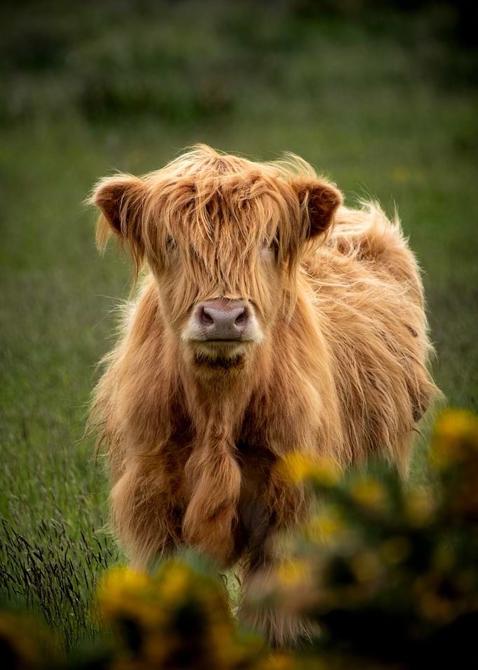 Scotland highland Cow in Green Field