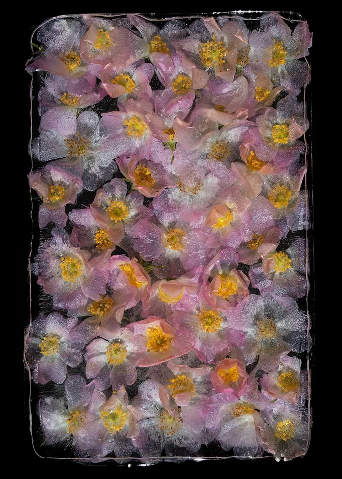 Frozen Pink Wild Roses in Ice