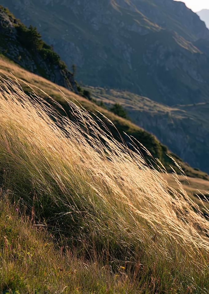Mountain Breeze