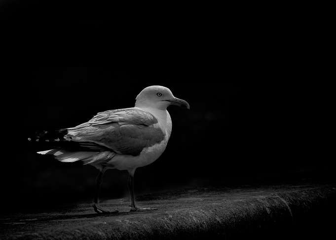 Seagull on a ledge