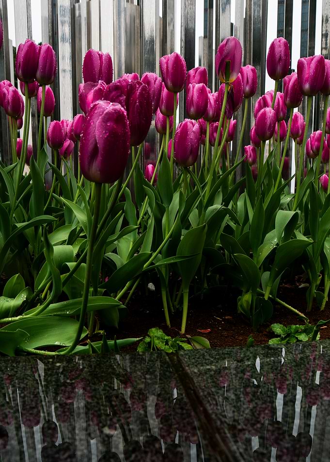 Purple Tulips After Light Rain in Japan