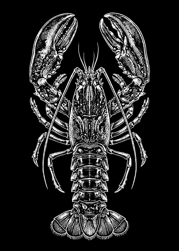 Detailed Lobster Illustration