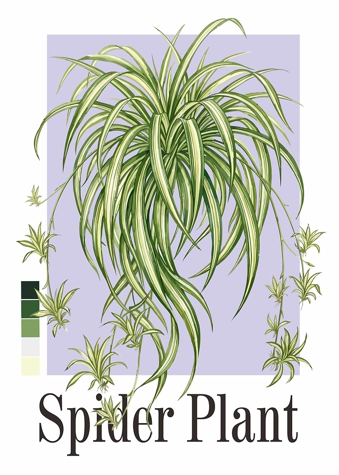 Spider Plant Illustration