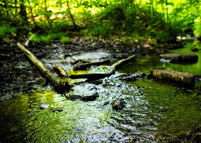 Forest Stream with Fallen Logs