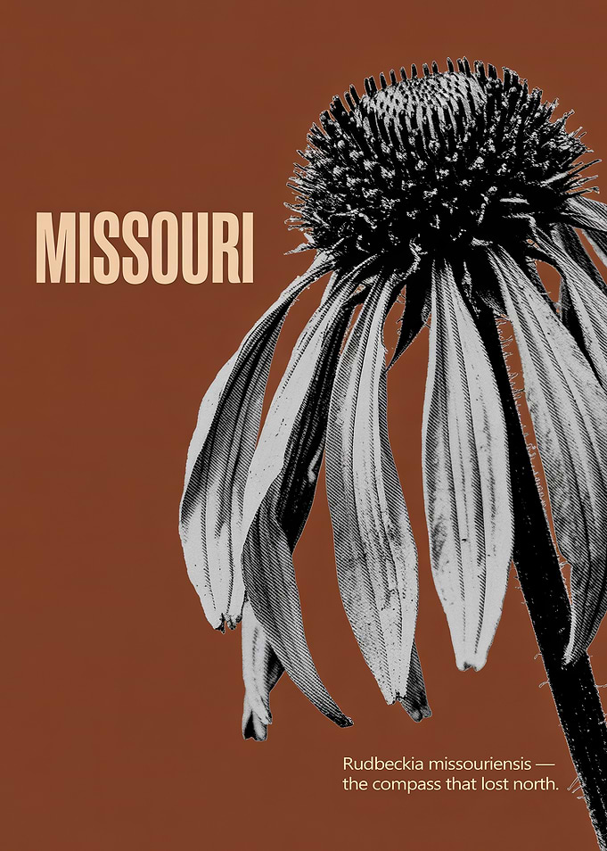 Missouri Coneflower Poster