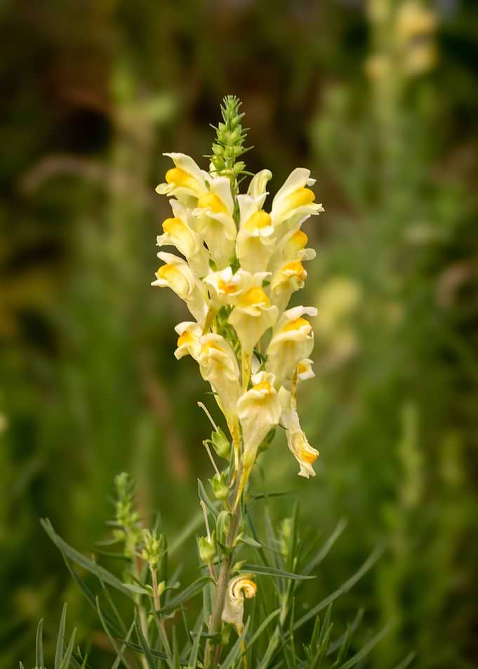 Yellow Toadflax Flower Spike