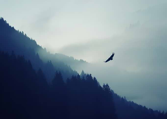 Eagle soaring over misty mountains