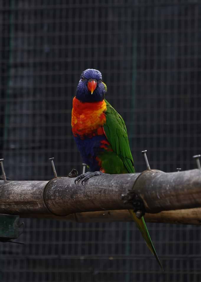 Rainbow Lorikeet perched on bamboo