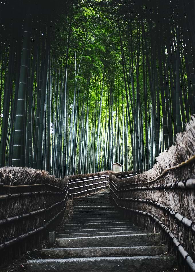 Bamboo Forest Path with Stone Steps