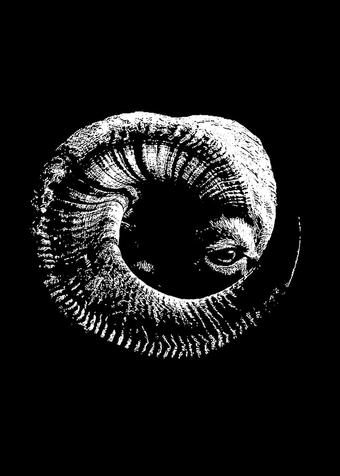 Black and White Ram