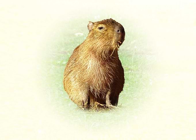 Capybara sitting in grass