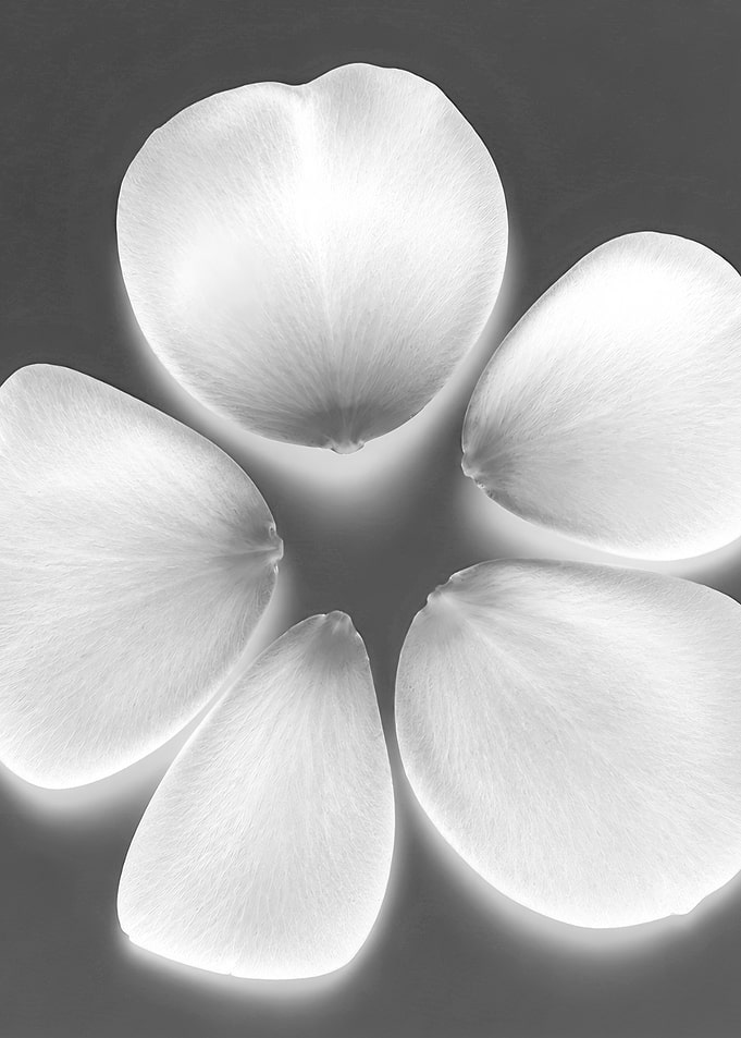 Close-up of White Flower Petals