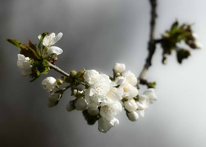 Cherry Blossoms on a Branch