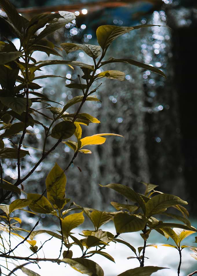 Green Leaves with Waterfall Background
