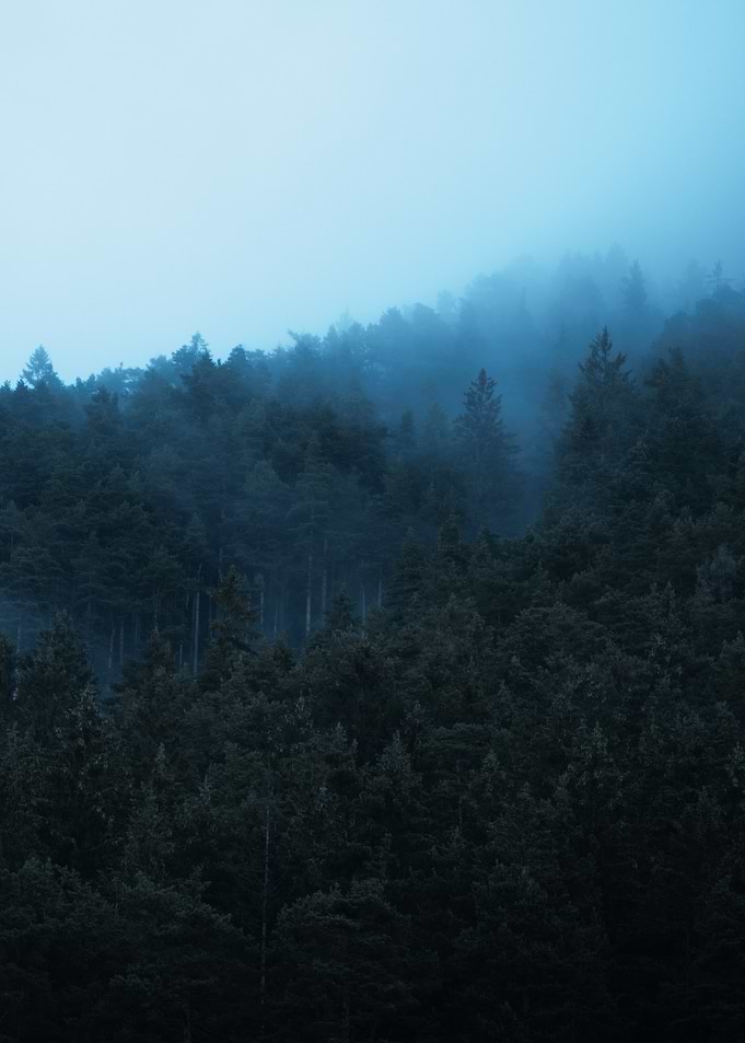 Misty Forest Landscape