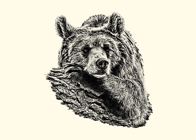 Detailed Bear Portrait on Wood Texture