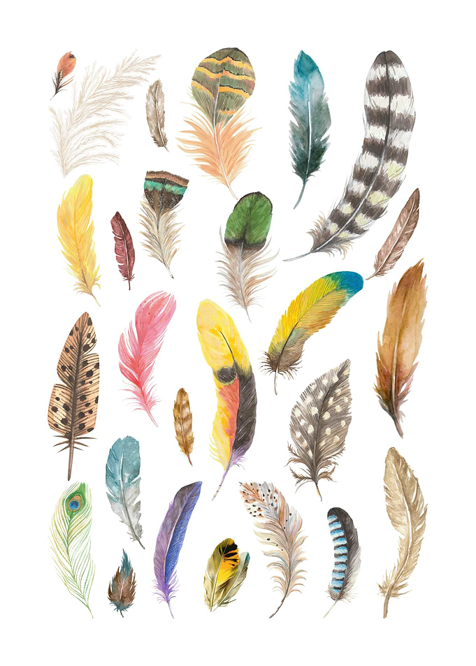 Watercolor Collection of Assorted Feathers