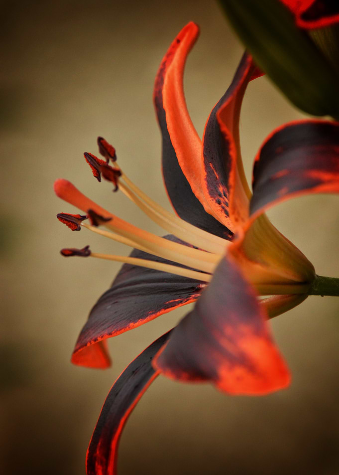 Ember Lily — Twilight Flame