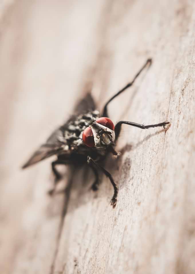 Close-up of a Fly with Red Eyes