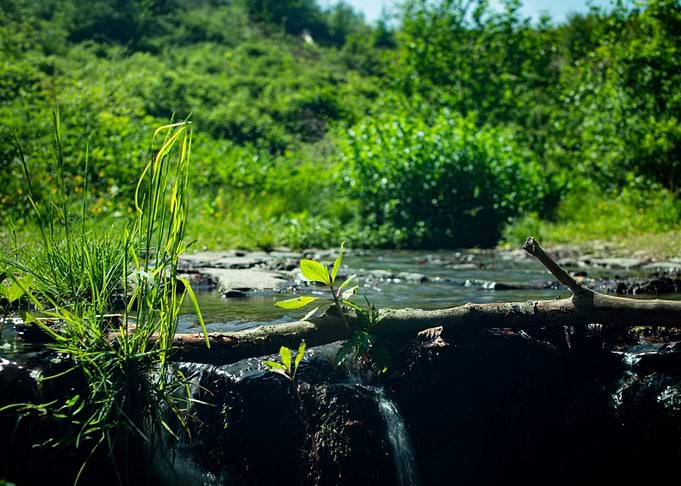 Small waterfall in a lush forest