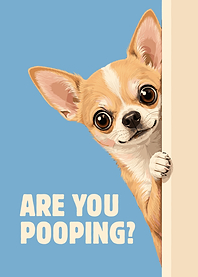 Funny Chihuahua: Are you pooping?