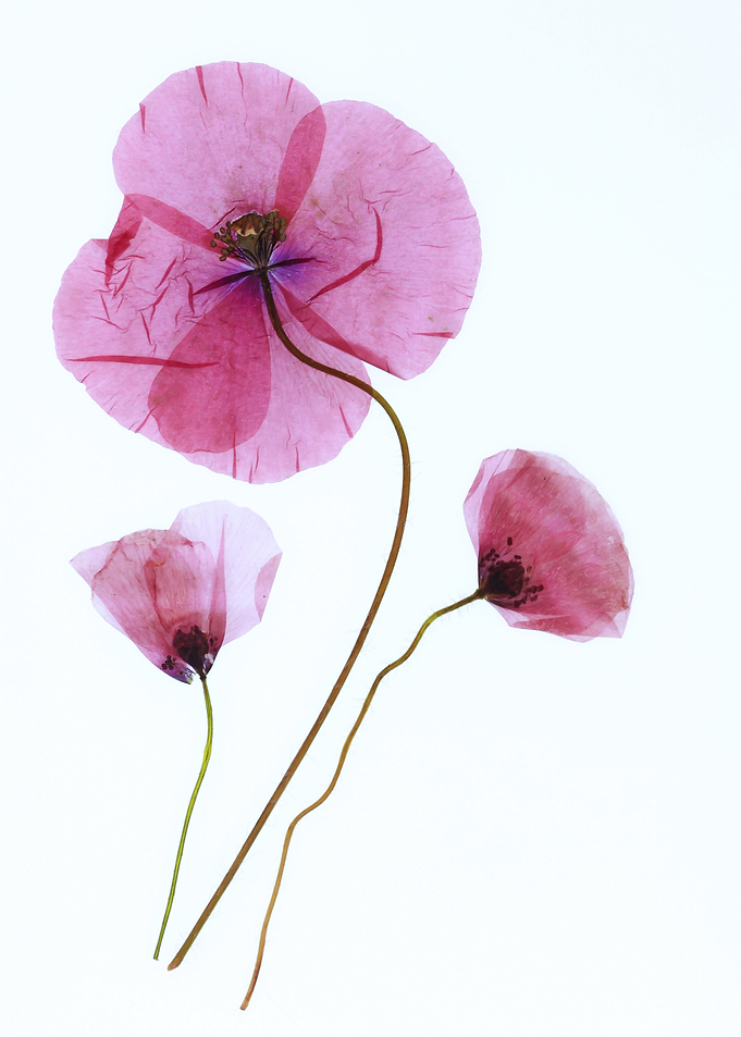 Pressed Pink Poppies