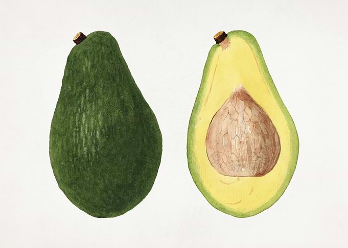 Avocado illustration