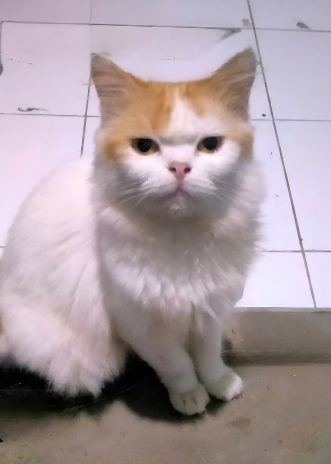 Orange and White Cat Sitting