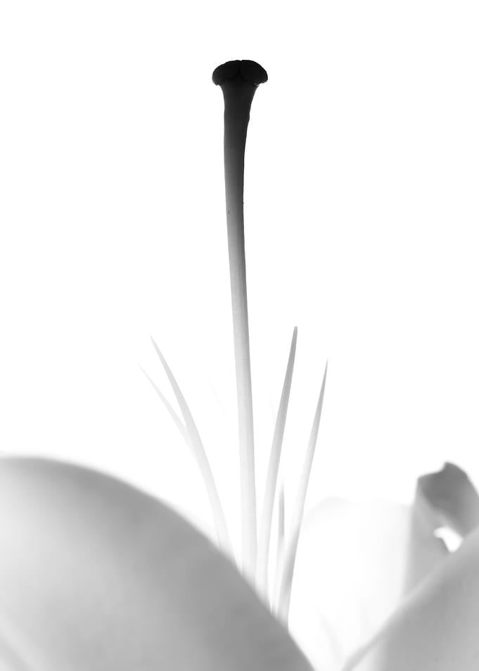 Close-up of a Lily Stamen