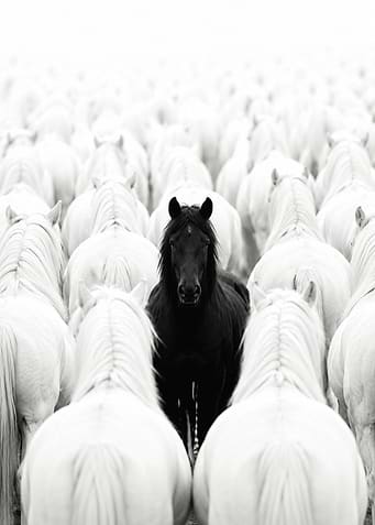 Black horse among white horses