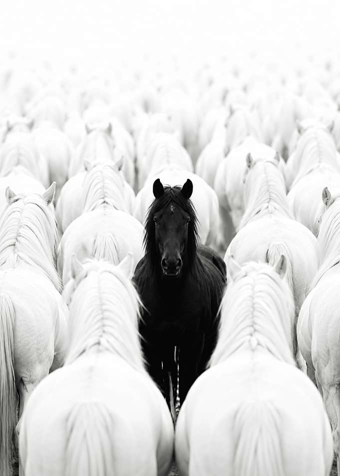 Black horse among white horses