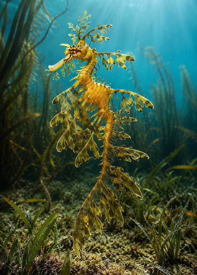 Leafy Sea Dragon in Kelp Forest