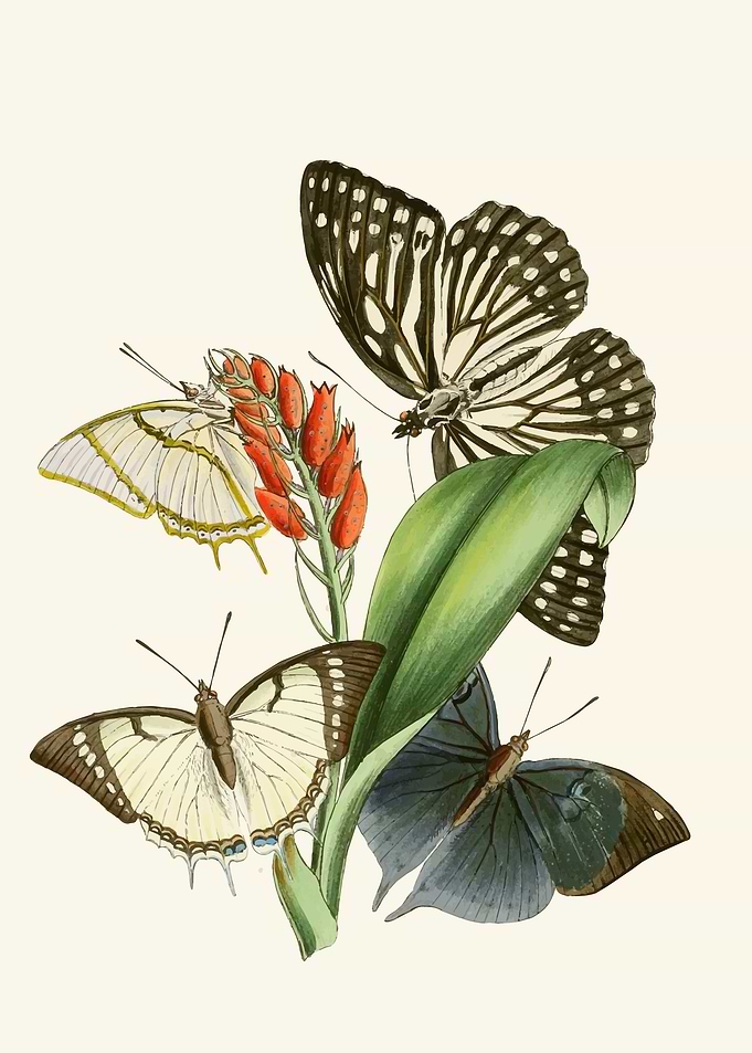 Vintage Butterfly Illustration with Flowers by: John Obadiah Westwood