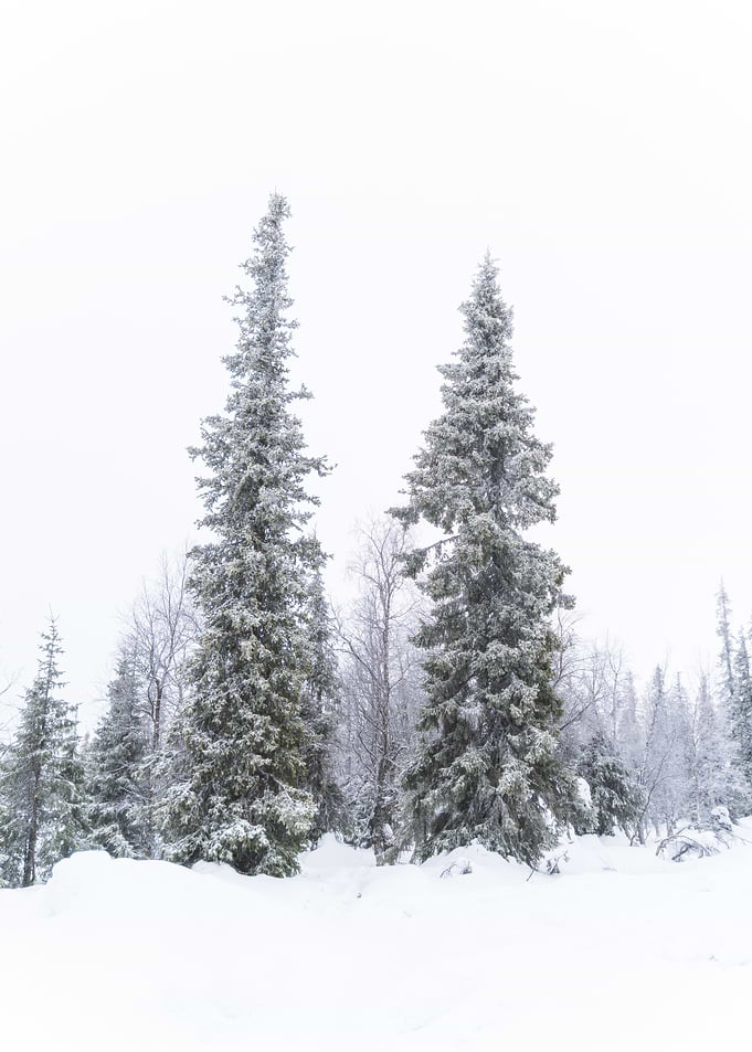 Snowy Forest with Tall Fir Trees