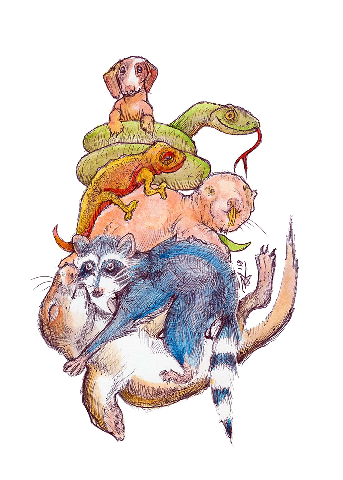 Animal Pile Illustration